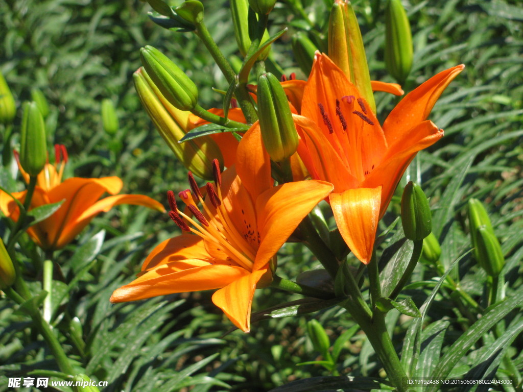 百合花