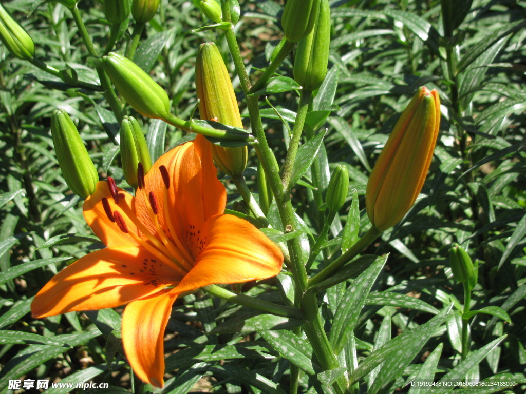 百合花