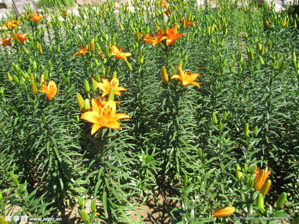 百合花