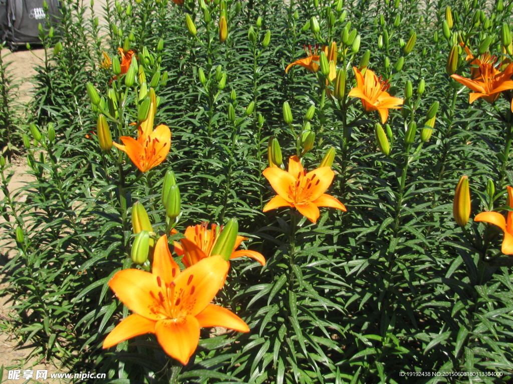 百合花