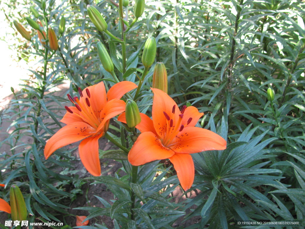 百合花
