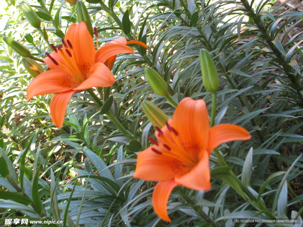 百合花