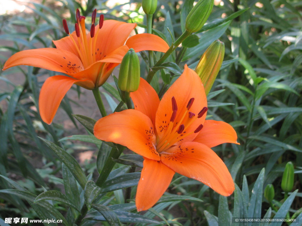 百合花