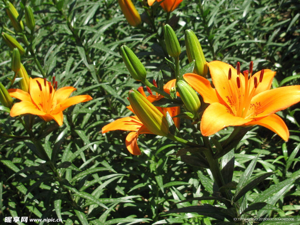 百合花
