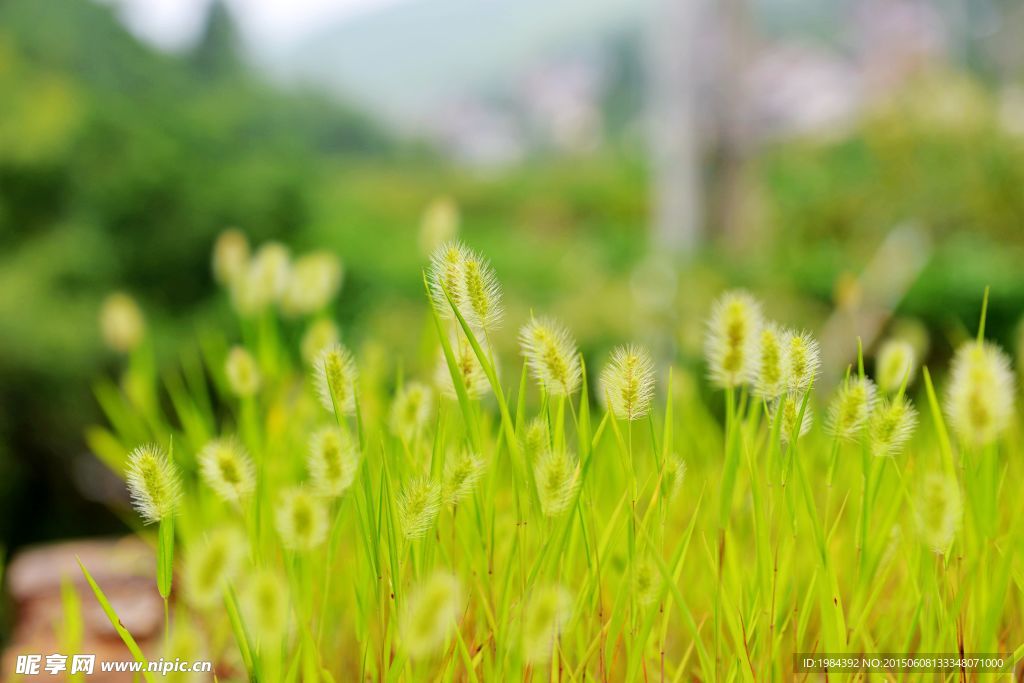 狗尾巴草