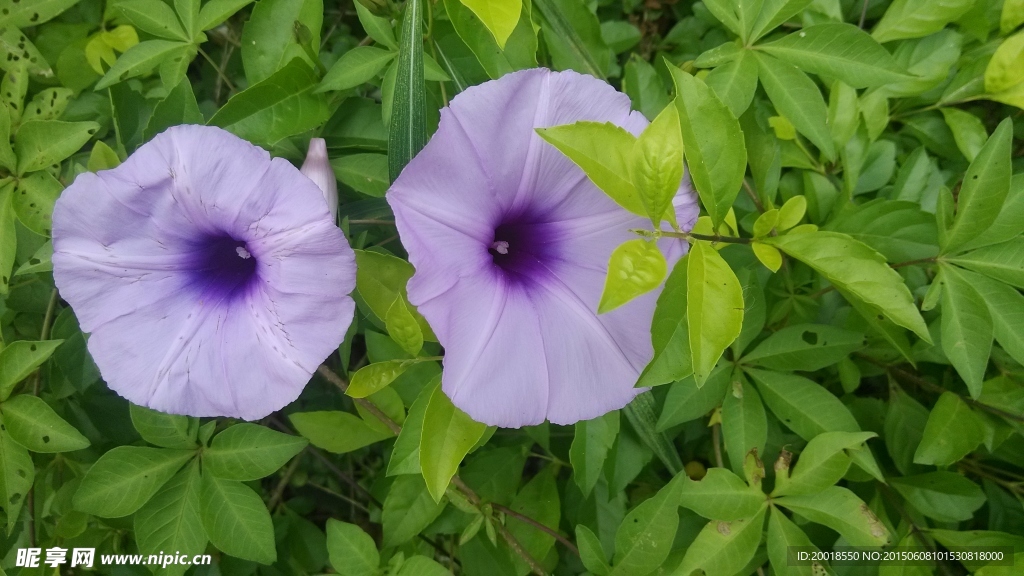 喇叭花