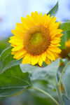 太阳花
