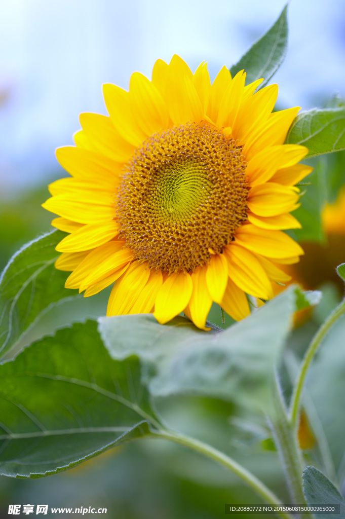 太阳花