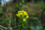 野菊花