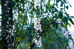 梨花 白色梨花 洁白梨花 梨花