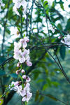 梨花 白色梨花 洁白梨花 梨花