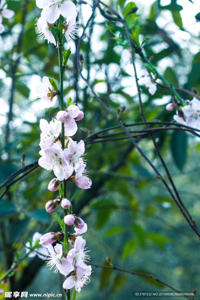 梨花 白色梨花 洁白梨花 梨花