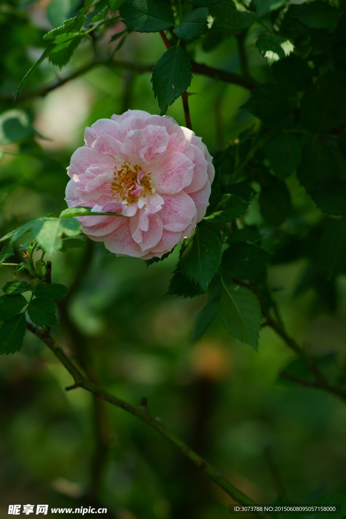 月季花