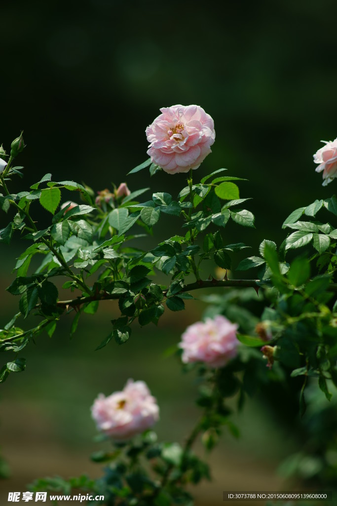 月季花