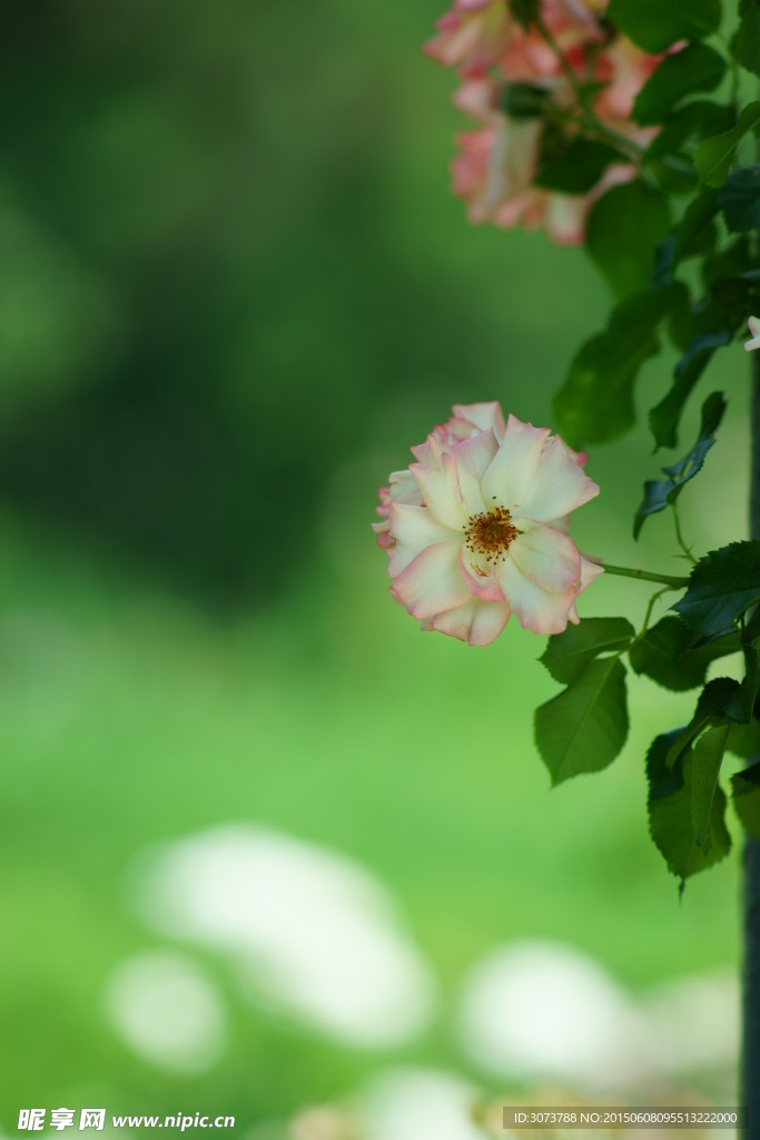 月季花