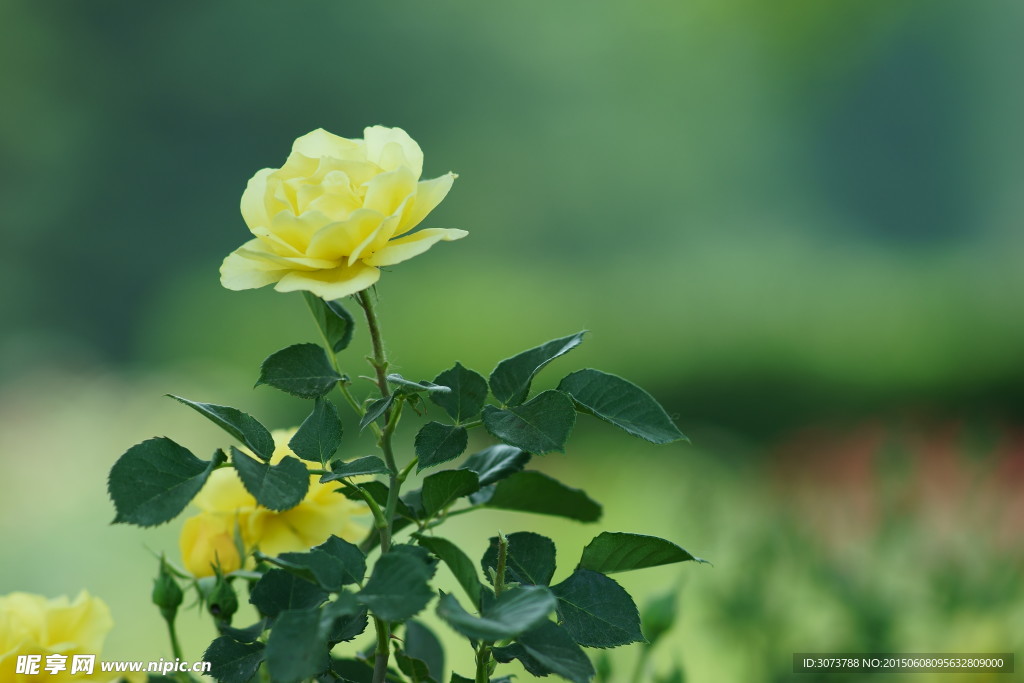 月季花