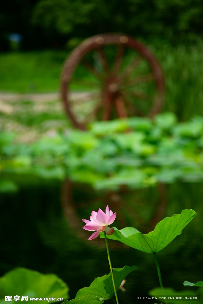 荷花