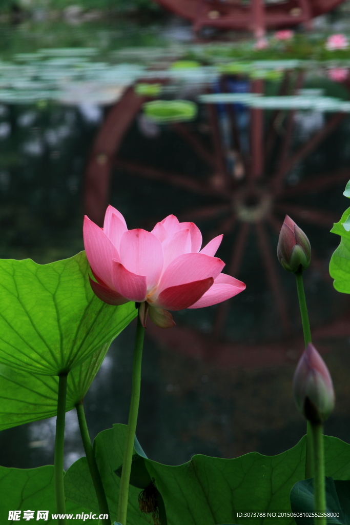 荷花