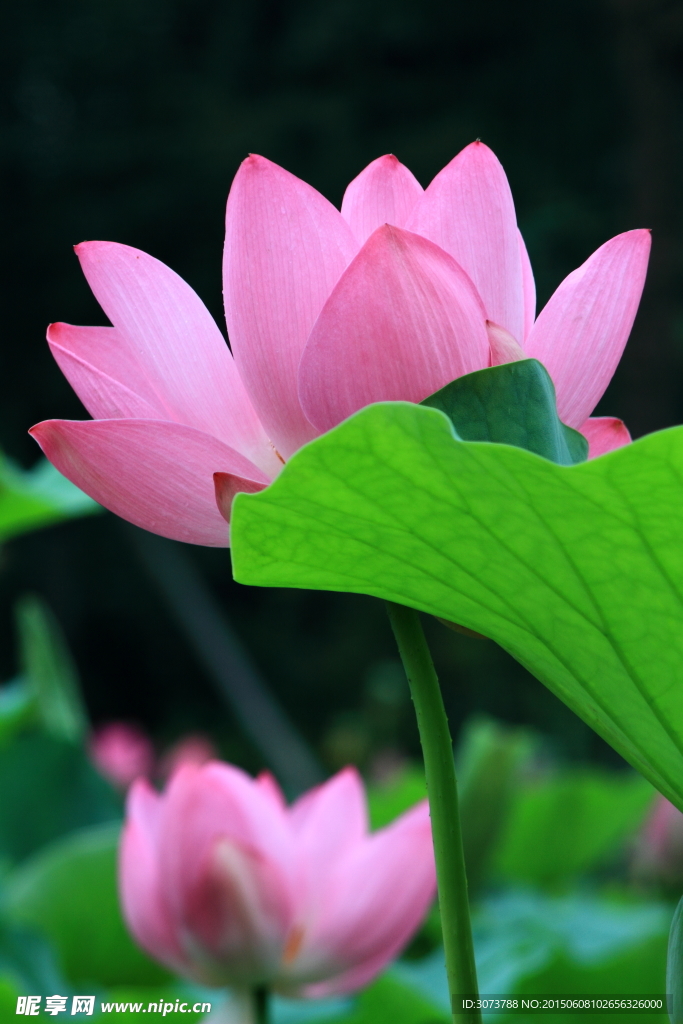 荷花