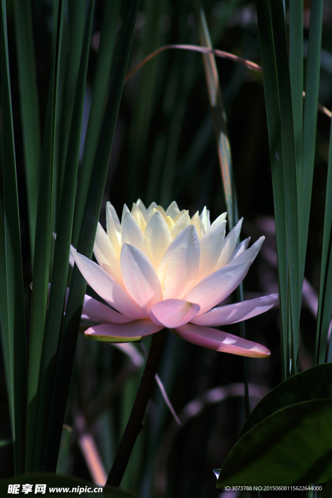 莲花