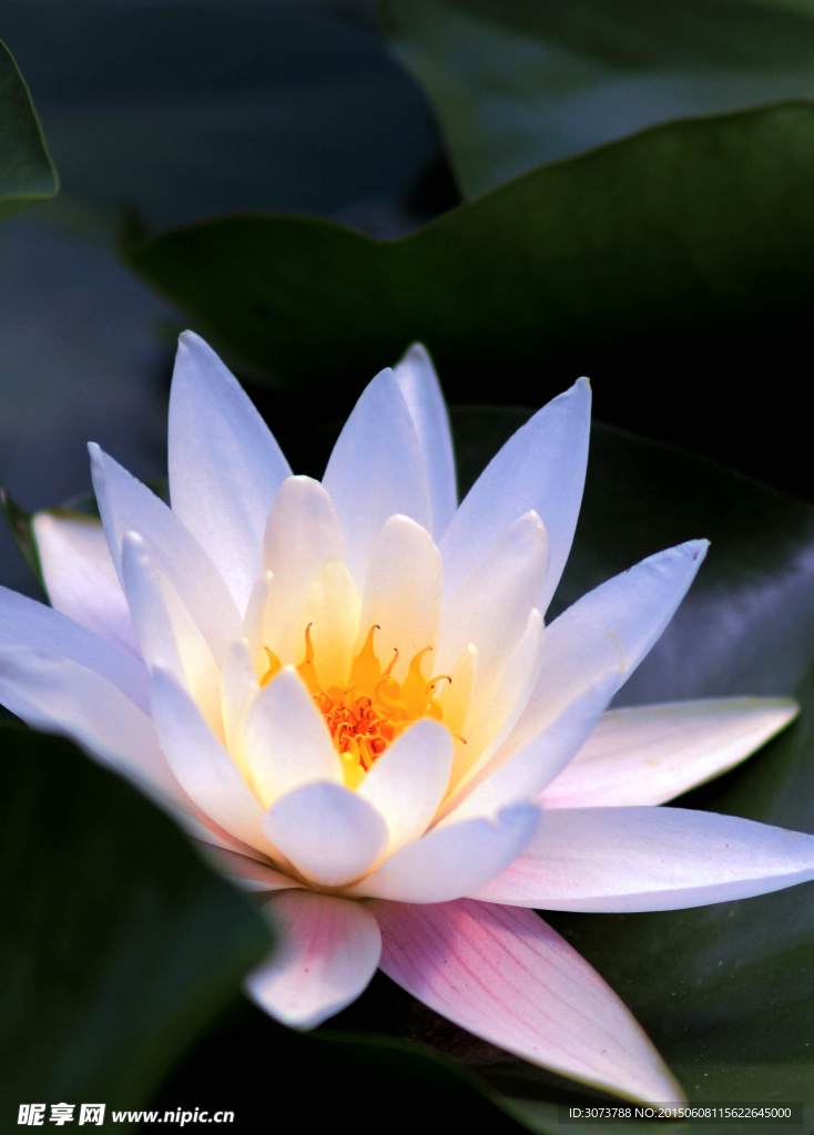 莲花