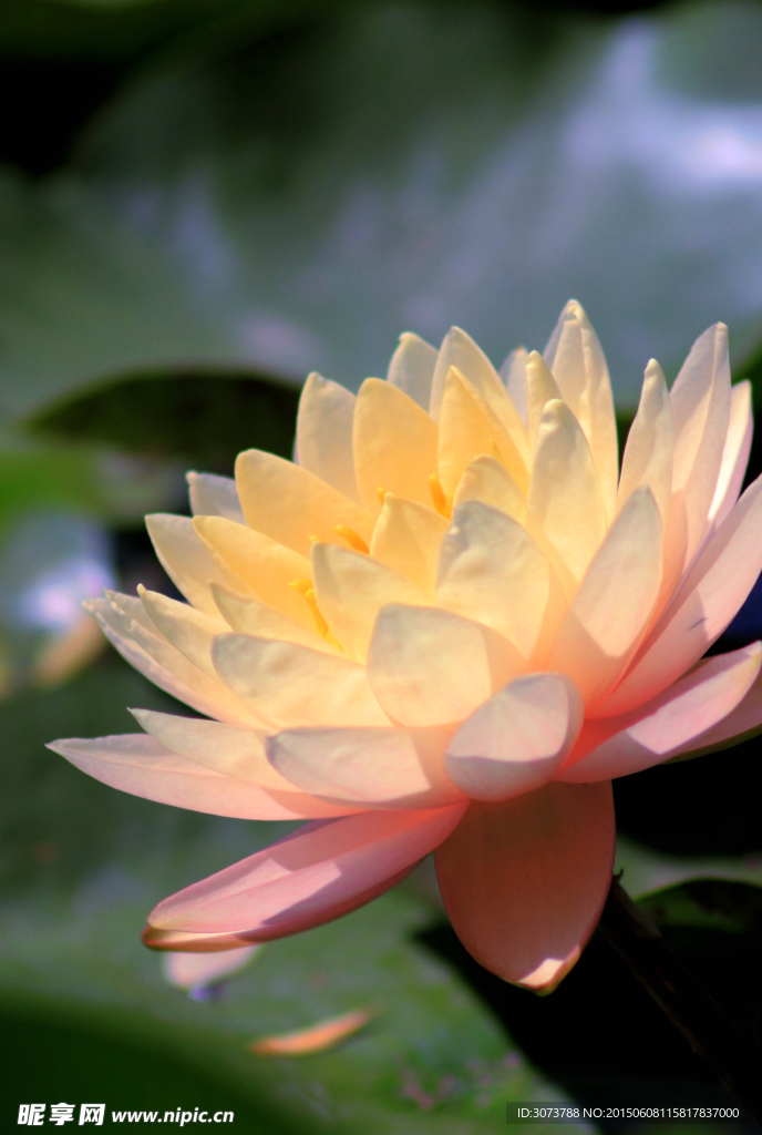 莲花