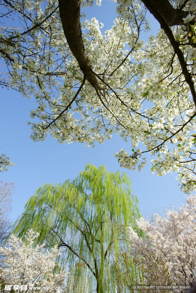 樱花