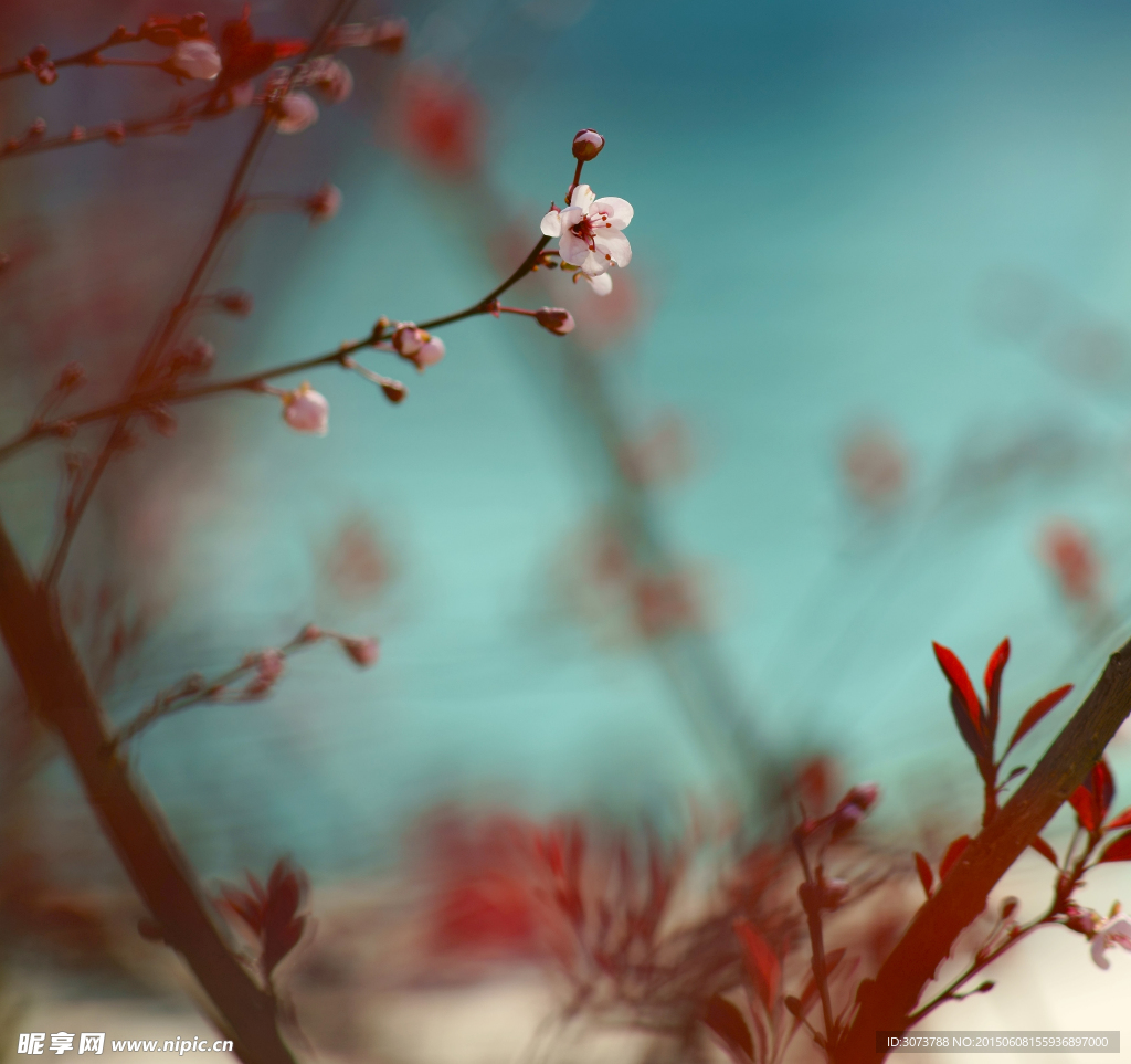 樱花