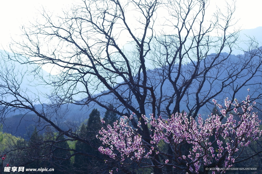 桃花