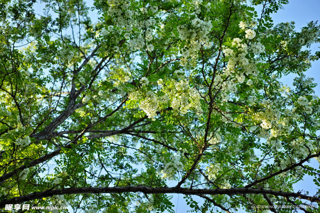 槐花树