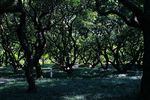 深圳荔香公园