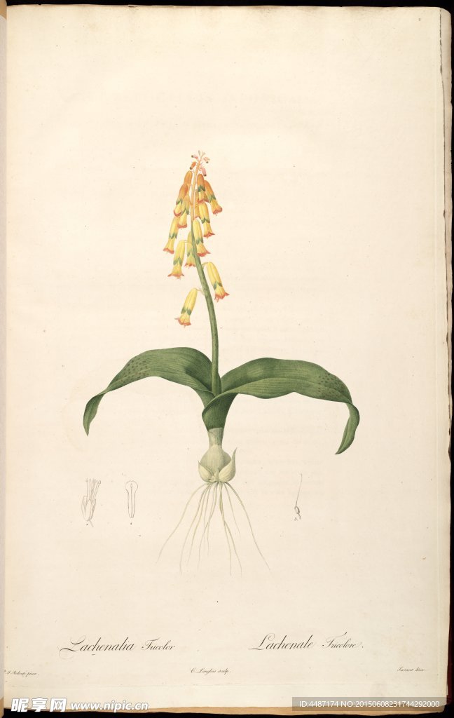 雷杜德 兰花 植物图
