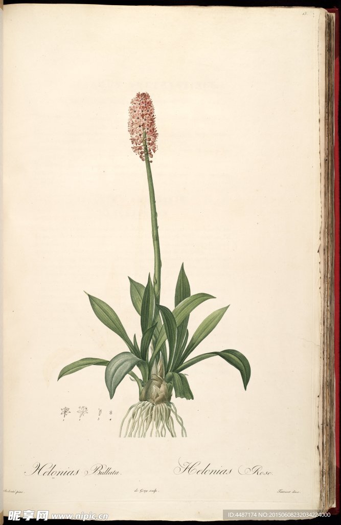 雷杜德 手绘兰花 植物图