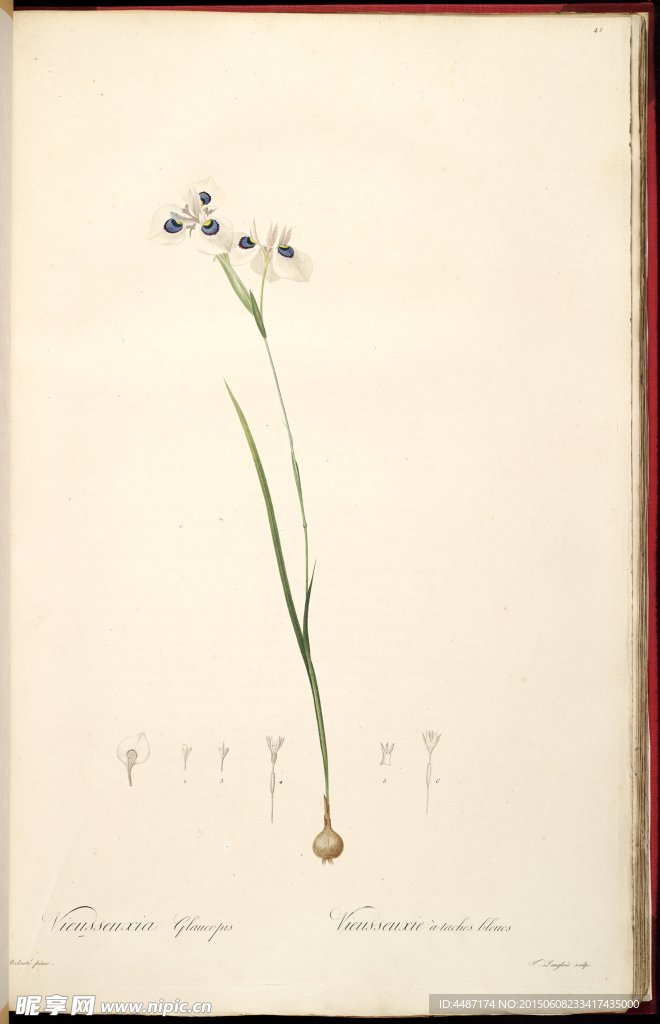兰花 雷杜德手绘花卉插画
