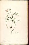 兰花 雷杜德手绘花卉插画