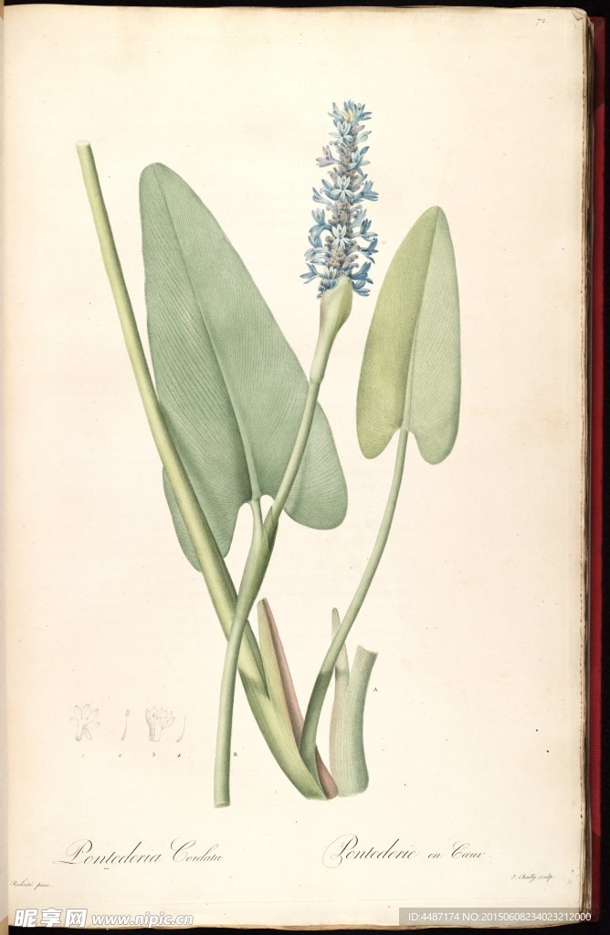 兰花 雷杜德手绘花卉插画
