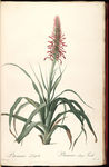 兰花 雷杜德手绘花卉插画