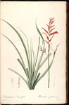 兰花 雷杜德手绘花卉插画