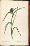 兰花 雷杜德手绘花卉插画
