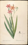 兰花 雷杜德手绘花卉插画