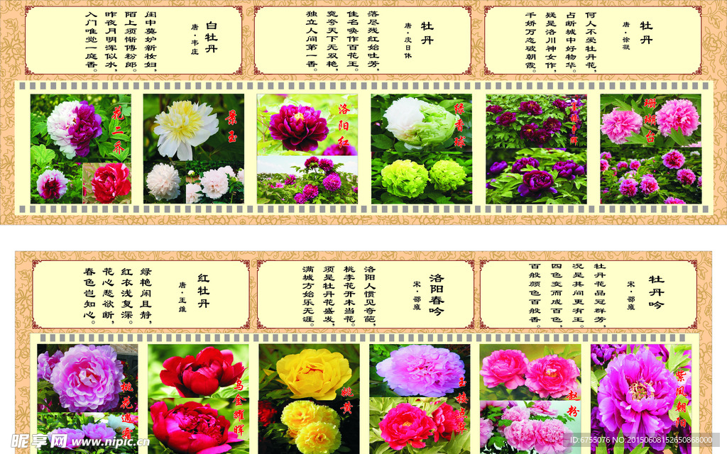 洛阳牡丹