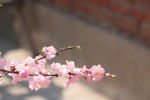 后院桃花