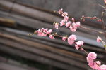 后院一枝花