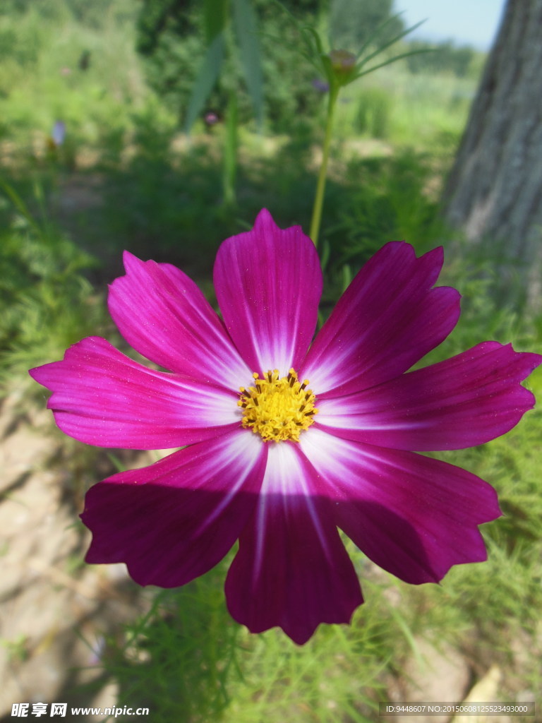 格桑花