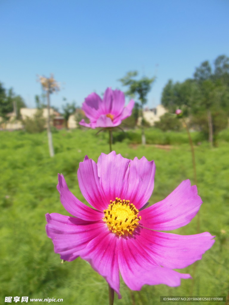 格桑花