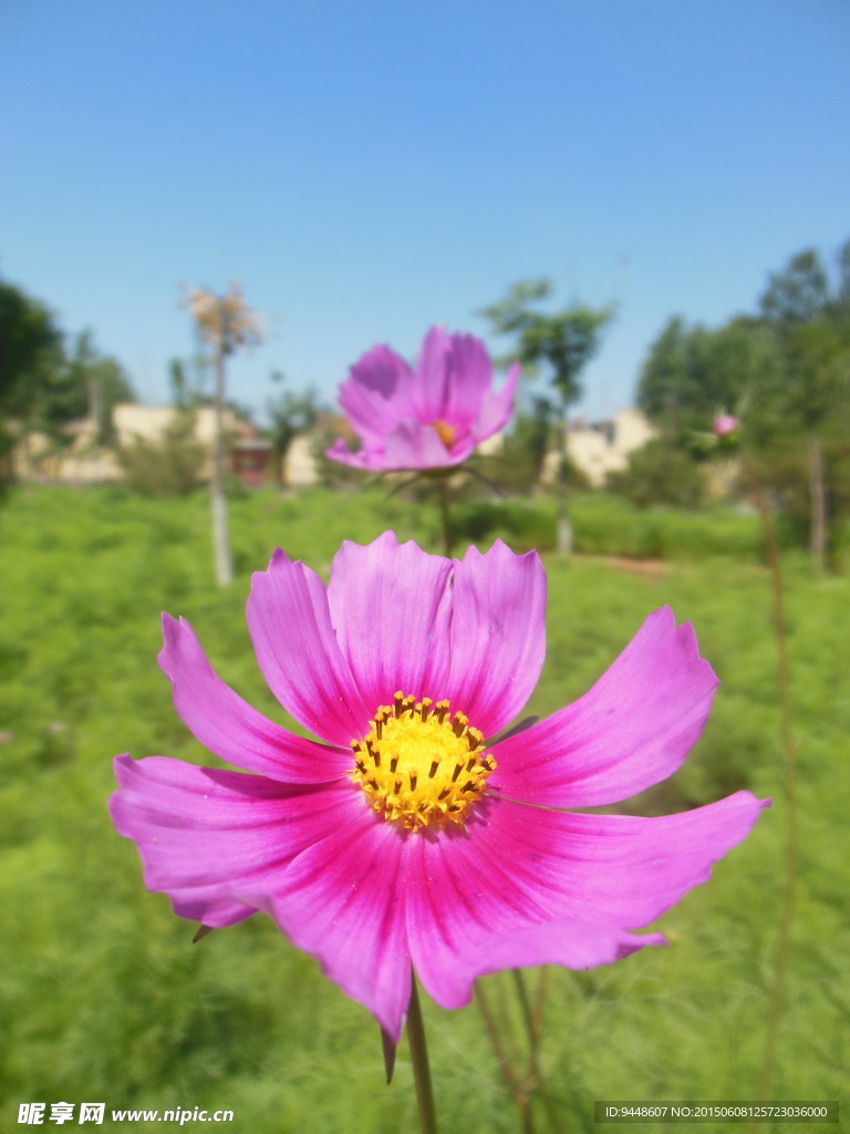 格桑花