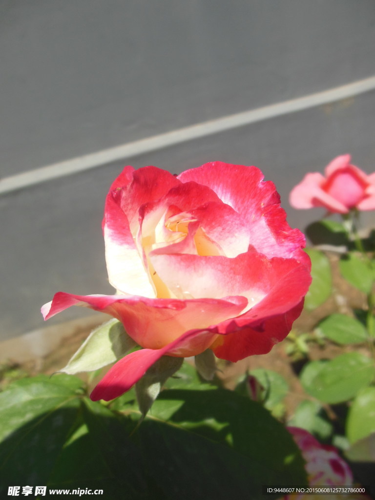 月季花