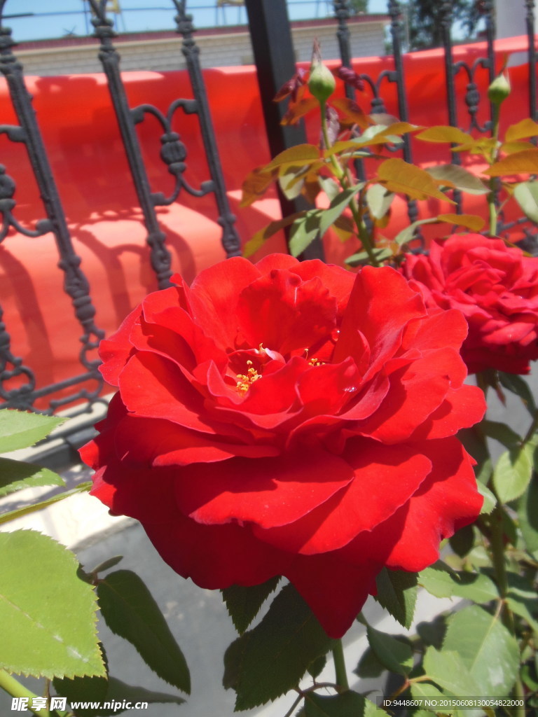月季花