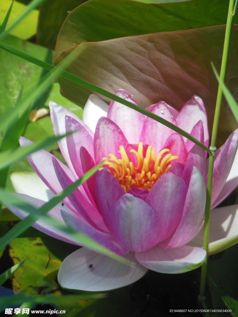 睡莲花
