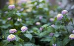 小花